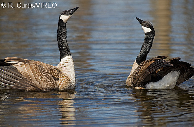 Canada Goose